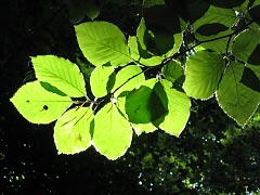 Buchenlaub im Rieseberg (Juni 2012)