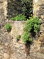 Mittelgasse – gelber Lerchensporn auf Elmkalk-Mauer